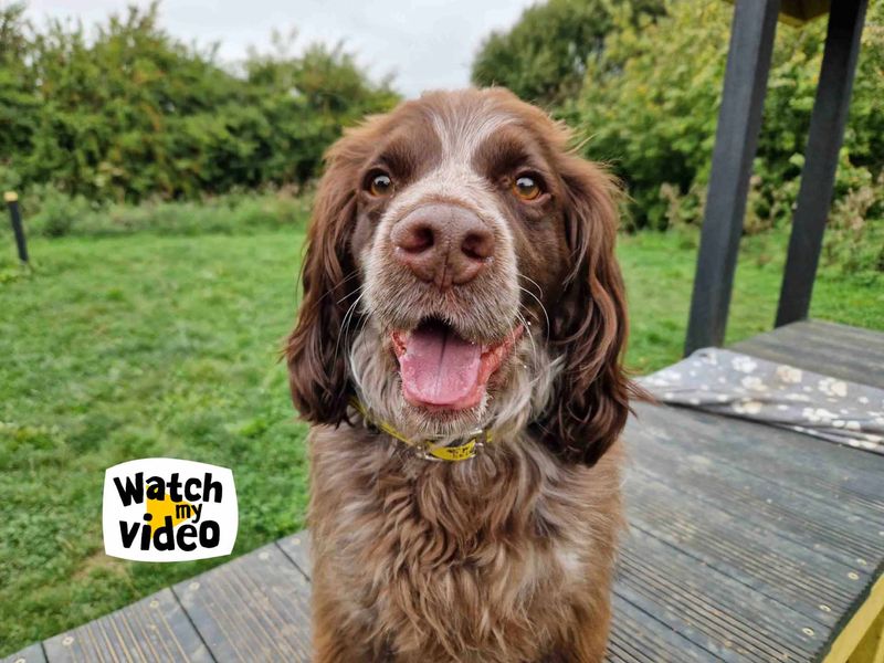 Cocker Spaniel Puppies for sale in Co Durham