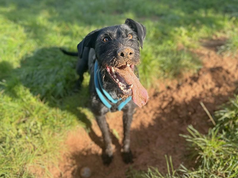 Max | Pointer Cross | Loughborough - 1