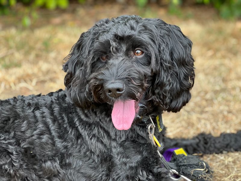 Toby - Adopt a Poodle from Newton Tony, Wiltshire