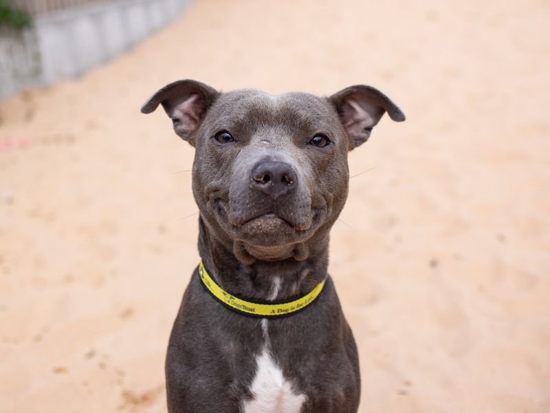 Staffordshire Bull Terriers for sale in Cardiff, Glamorgan