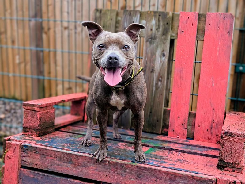 Luna | Terrier (Staffordshire Bull) | Cardiff - 1