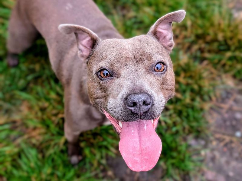 Staffie Puppies for sale