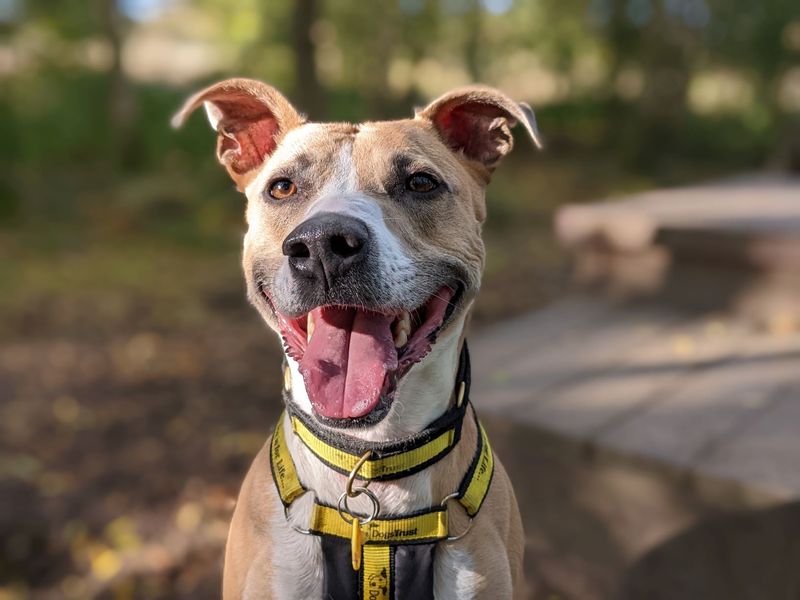 Lucy longlegs | Lurcher | West Calder (Edinburgh) - 1