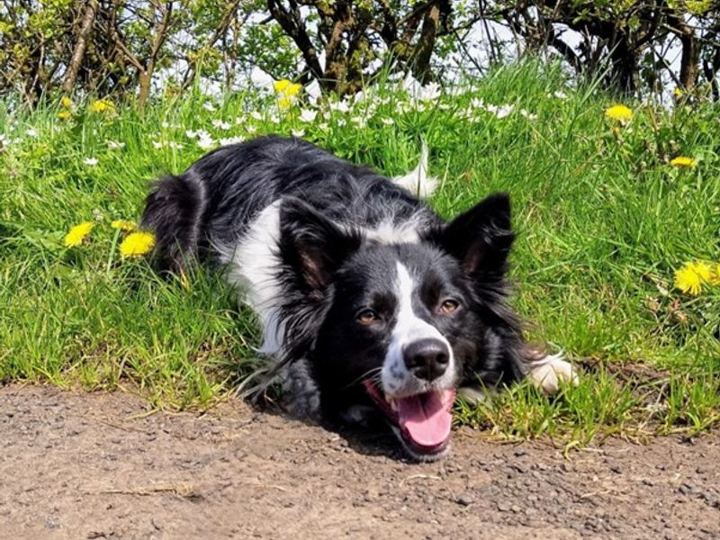 Truffle for sale in Ballymena, Co Antrim