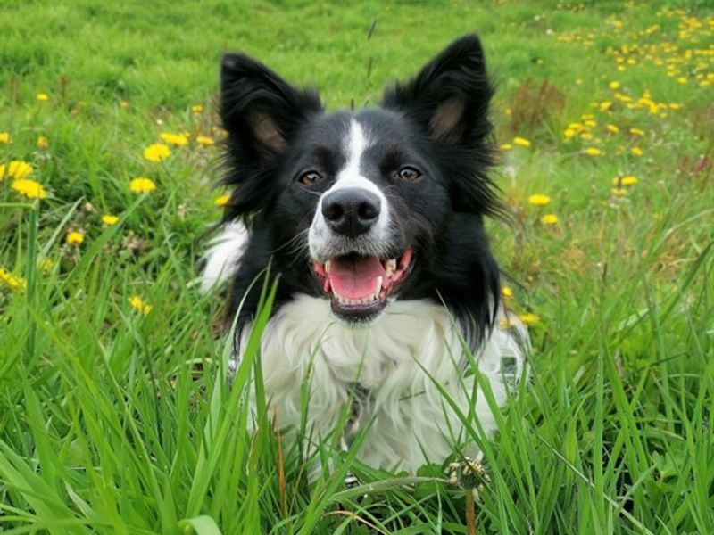 Truffle for sale in Ballymena, Co Antrim