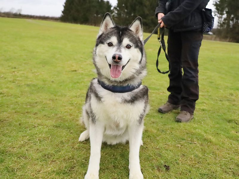 Bandit for sale in Leeds, Yorkshire