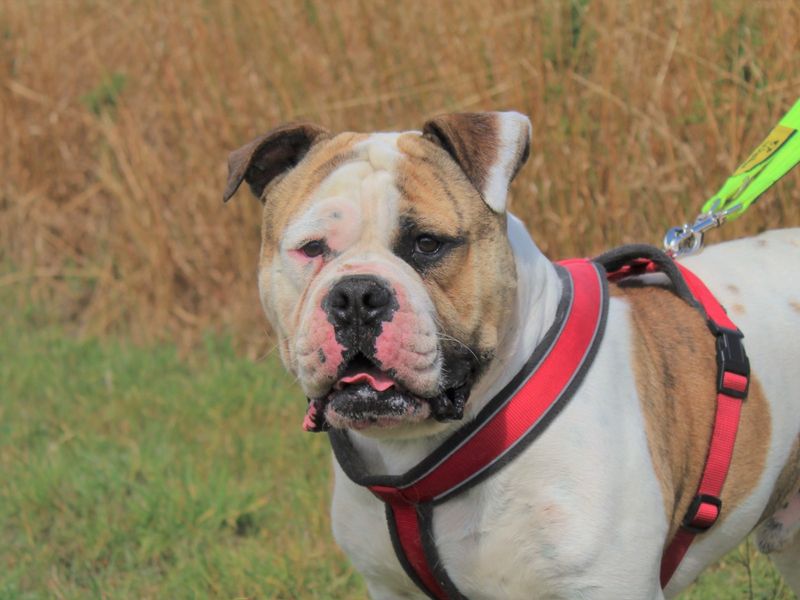 can a american bulldog and a pug be friends