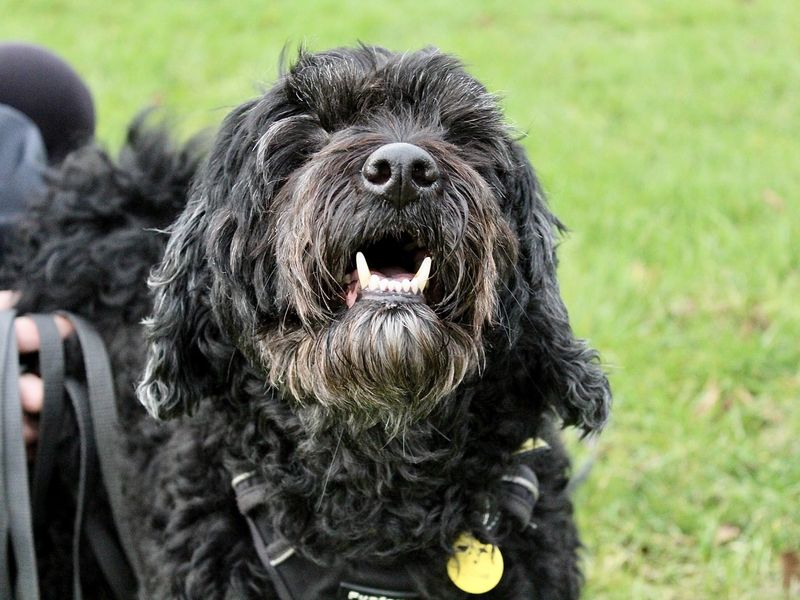 Cockapoo dogs for store rehoming