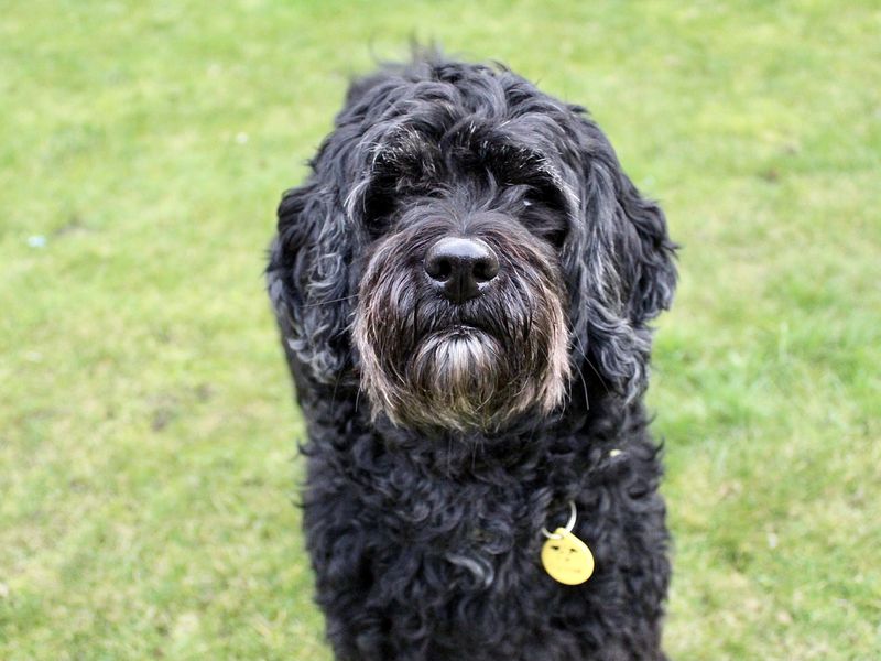 Cockapoo sales rescue dogs