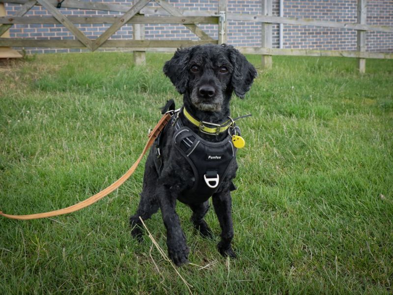 Poodle Puppies for sale in Worcestershire