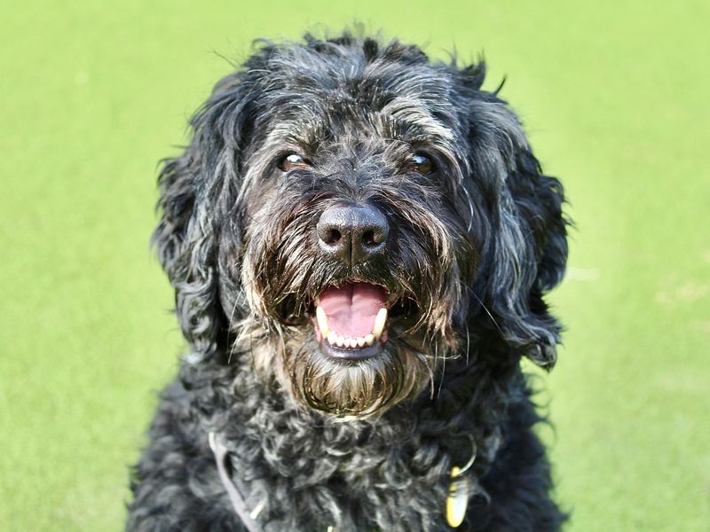 Olli | Spaniel (Cocker) Cross | Evesham (Worcestershire) - 1