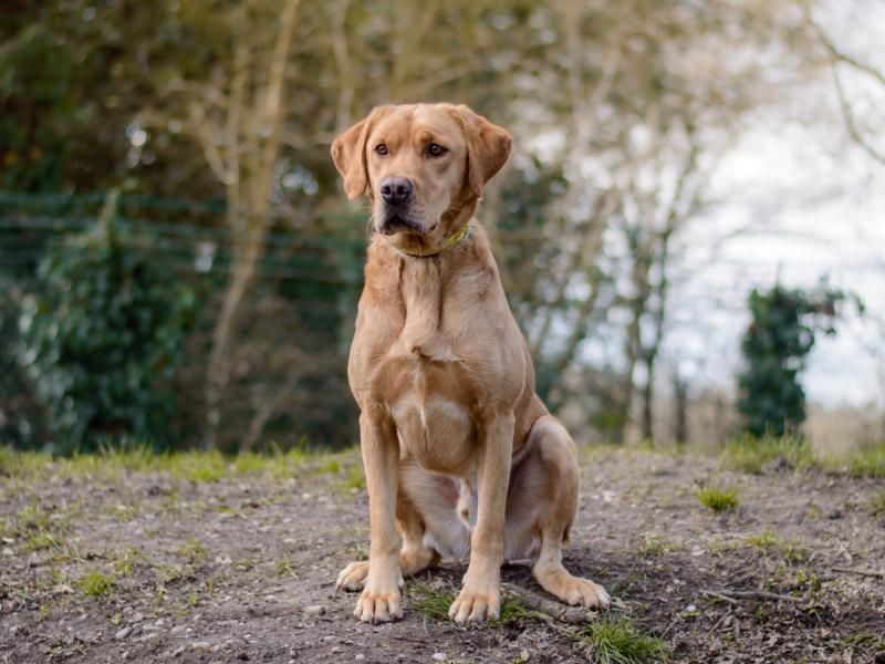 Labrador rescue sale midlands