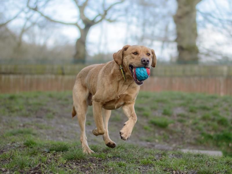 Labrador store rescue midlands