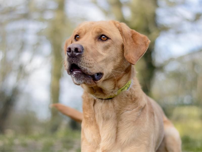 Labrador cheap rescue midlands