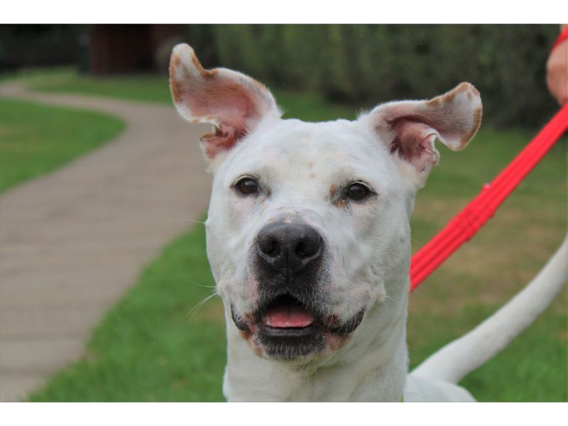 American Bully Puppies for sale in Warks