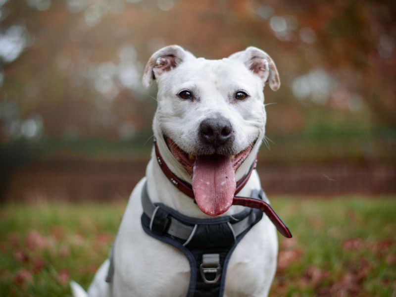 Dotty | American Bulldog Cross | Kenilworth (West Midlands) - 1