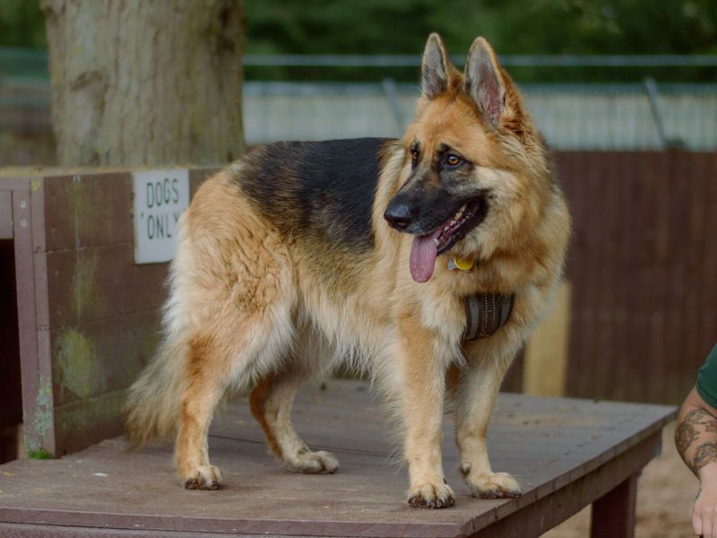 German Shepherd Puppies for sale in Warks