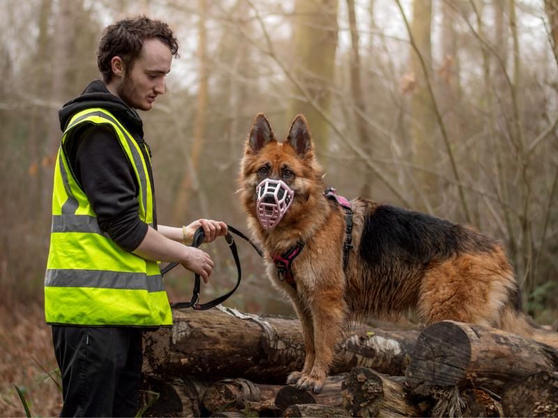 German shepherd cheap rescue midlands