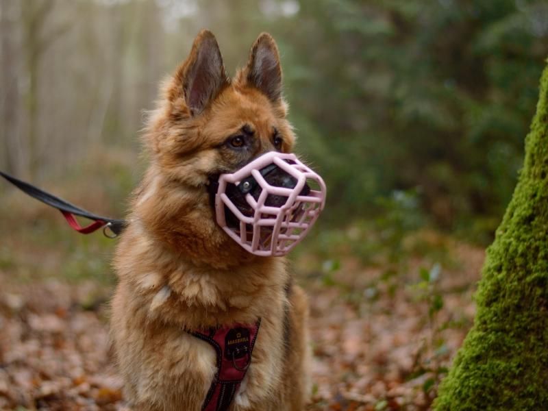 German Shepherd Puppies for sale