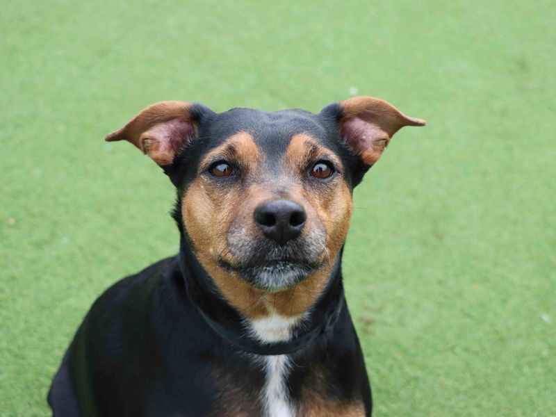 Jack Russells for sale in Snetterton, Norfolk