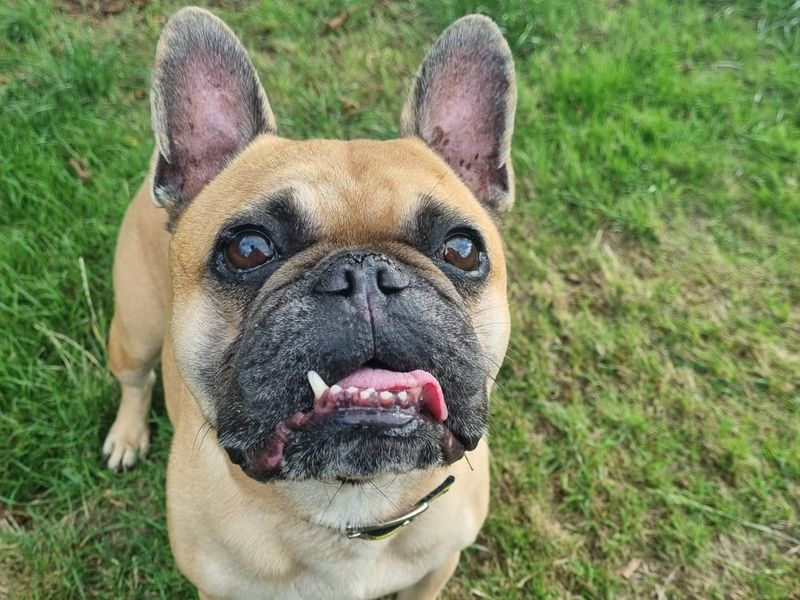 French Bulldog dogs and puppies for rehoming or adoption