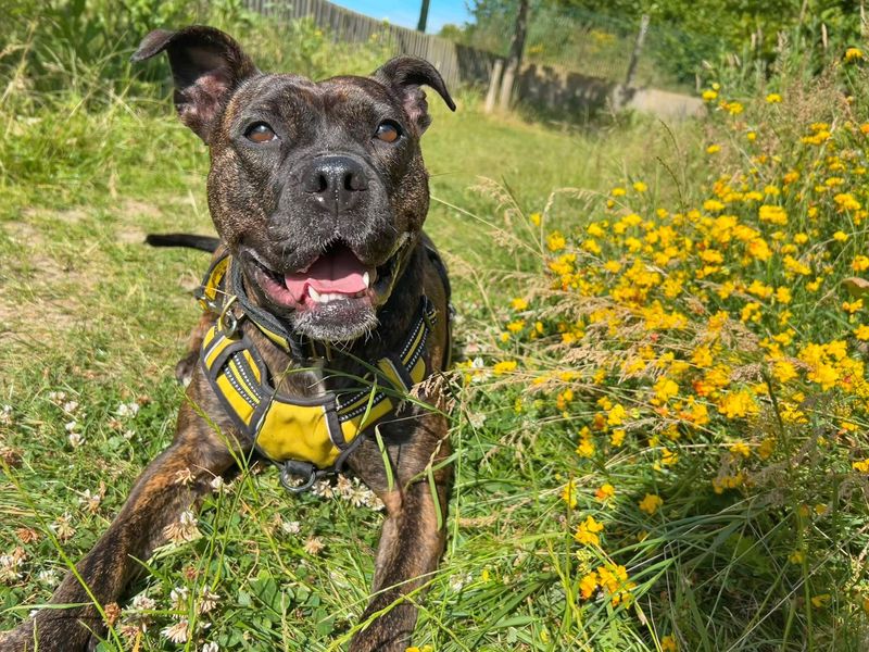 Crumble | Terrier (Staffordshire Bull) Cross | Basildon (Essex) - 1