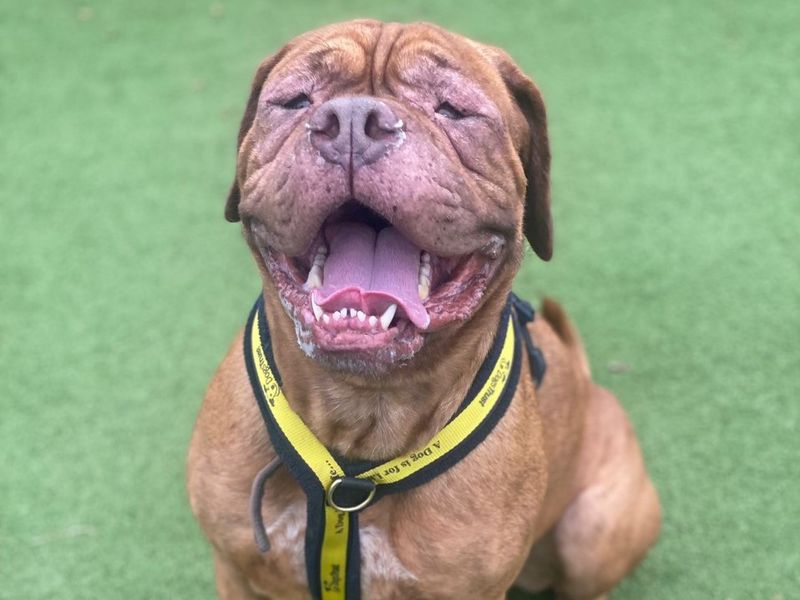 can a banjara hound and a dogue de bordeaux be friends