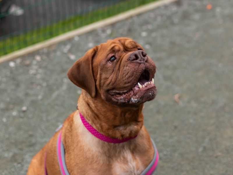 Dogue de bordeaux cross cheap rottweiler puppies for sale