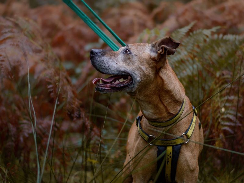 Narah | Terrier (Staffordshire Bull) Cross | Kenilworth (West Midlands) - 1