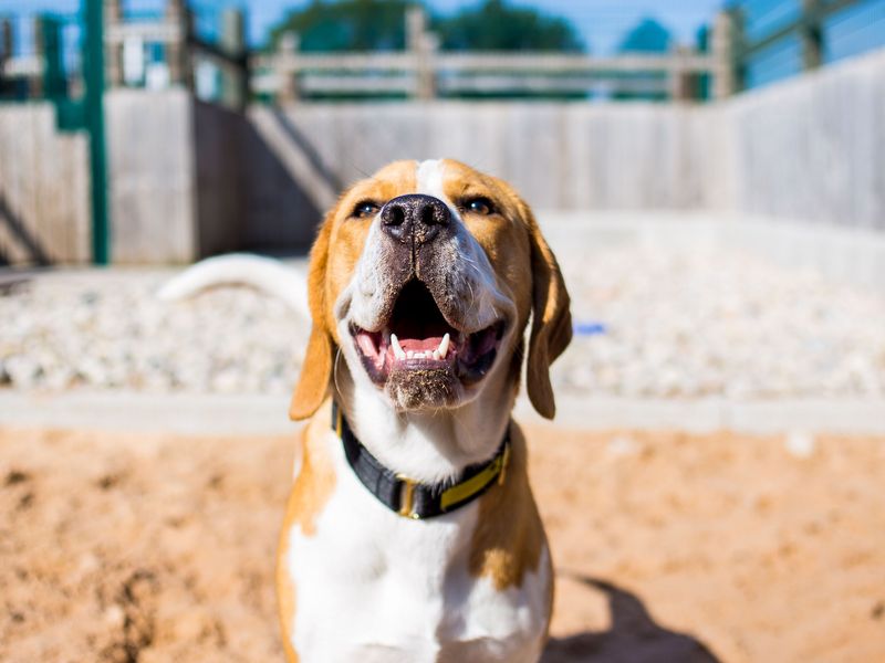 Ronnie | Beagle | Cardiff - 1