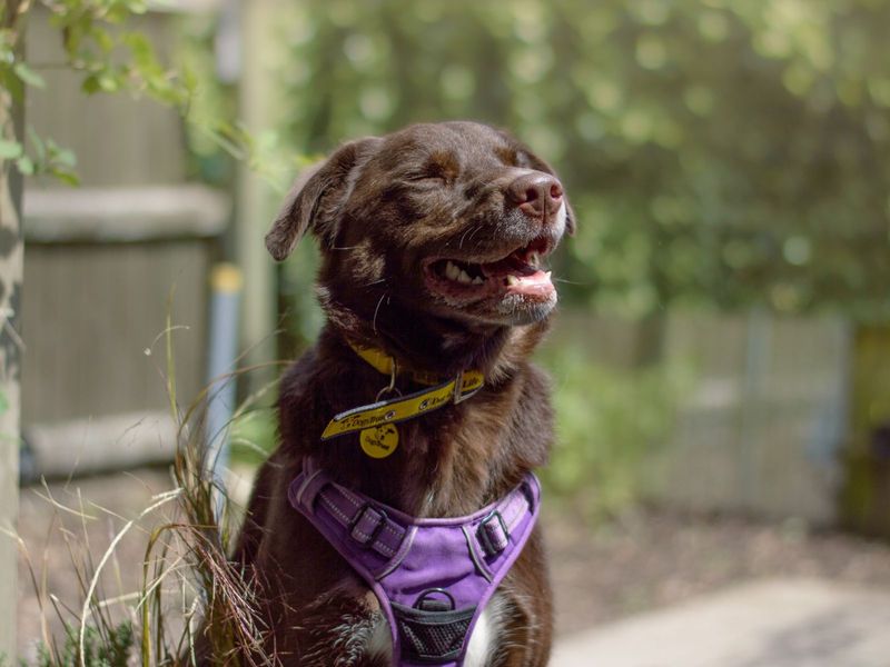 Dexter | Retriever (Labrador) Cross | Kenilworth (West Midlands) - 1