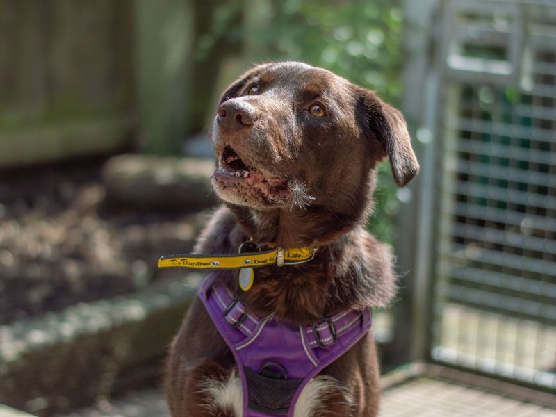 https://www.dogstrust.org.uk/images/800x600/dogs/1260359/0686M00000h6EoQQAU.jpg