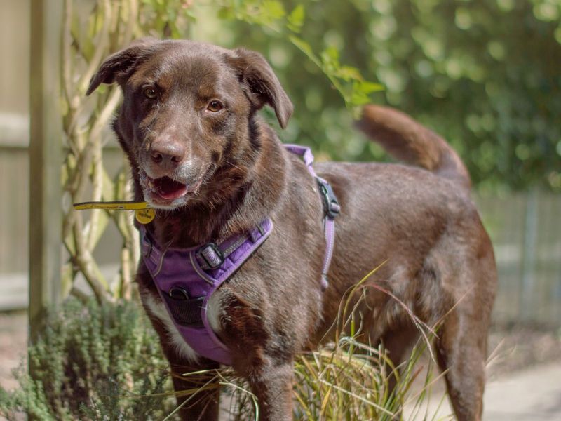 Dexter Australian Cattle Dog