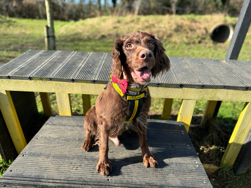 Cocker and store springer spaniel rescue