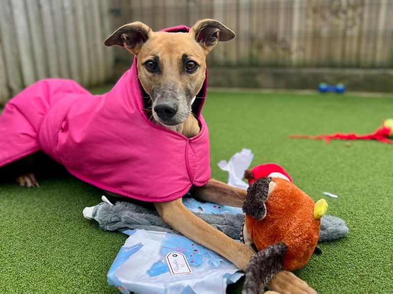 Pumpkin | Lurcher | Cardiff - 1