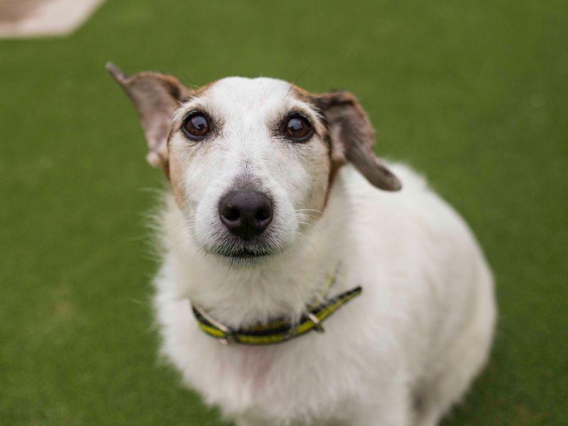 Daisy for sale in Cardiff - Image 3