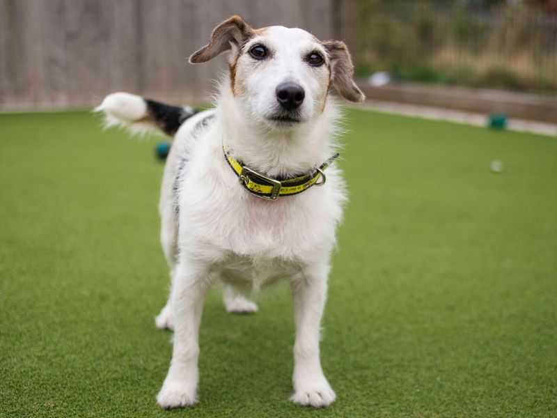 Daisy for sale in Cardiff - Image 1