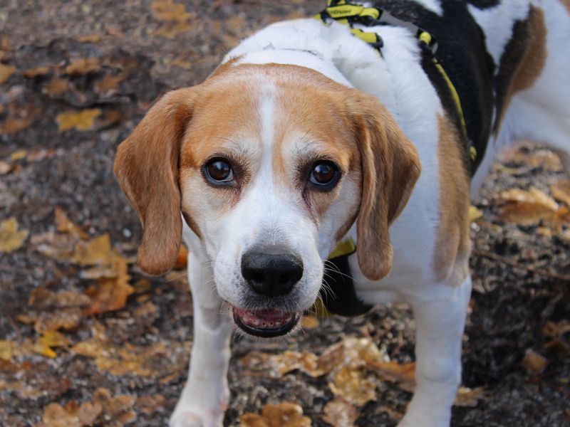 Beagles for sale in Liverpool, Merseyside