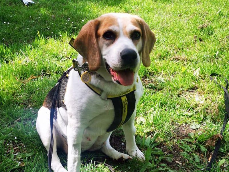 Beagle Puppies for sale in Merseyside