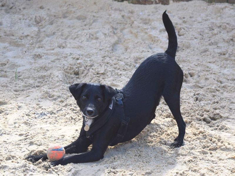 Jack Russell Puppies for sale