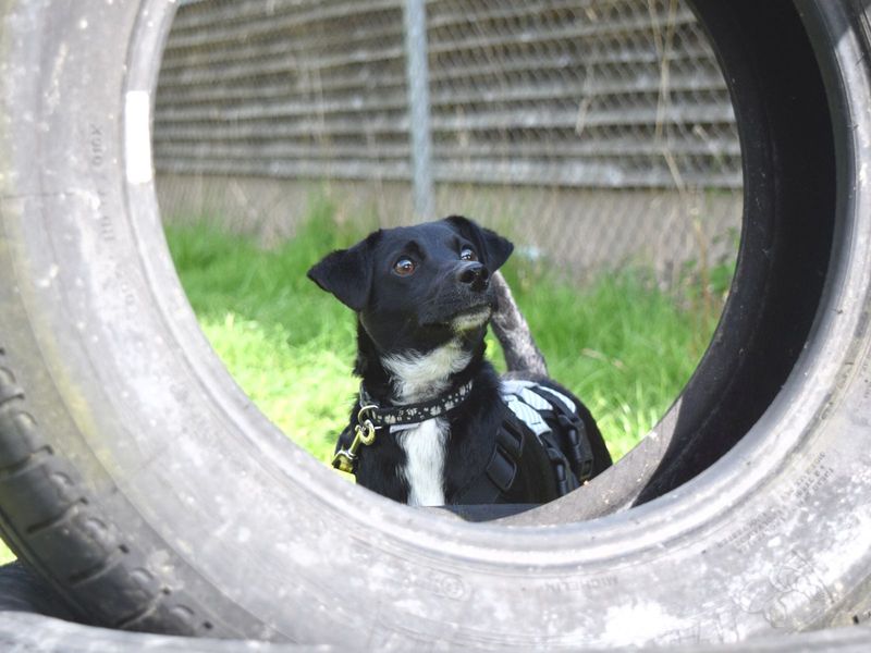 Jack Russell Puppies for sale