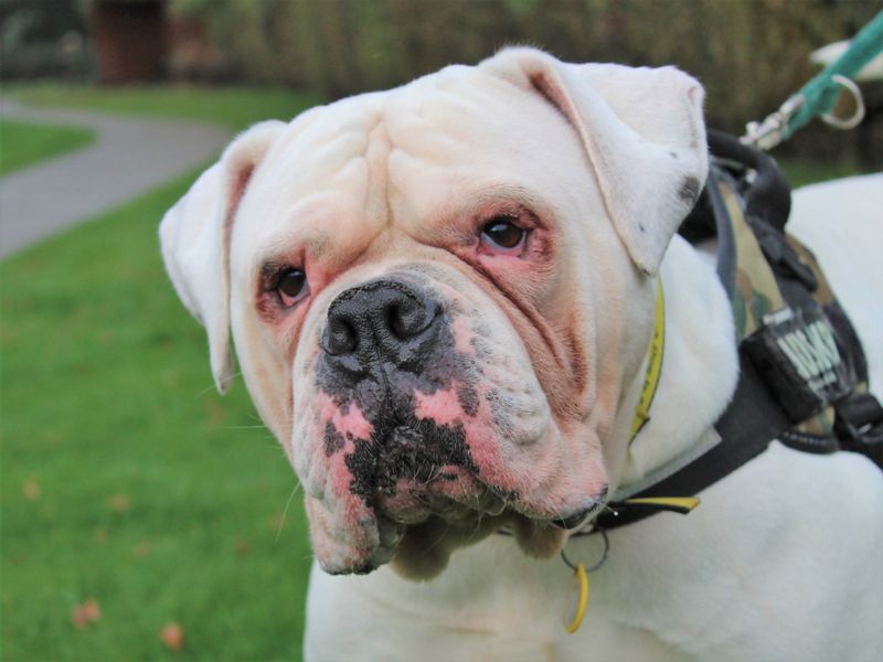 American Bulldog dogs and puppies for rehoming or adoption in Evesham ...