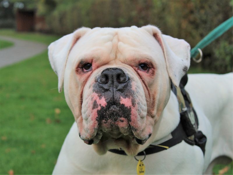 Meatball for sale in Kenilworth - Image 3