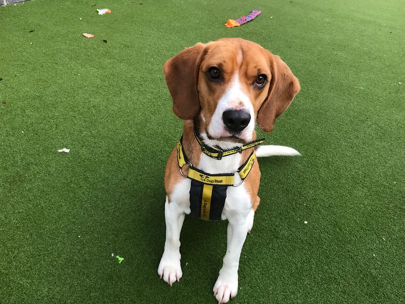 Beagle Puppies for sale in North Devon