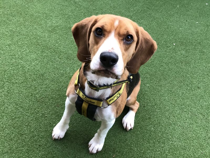 Beagles for sale in Ilfracombe, North Devon