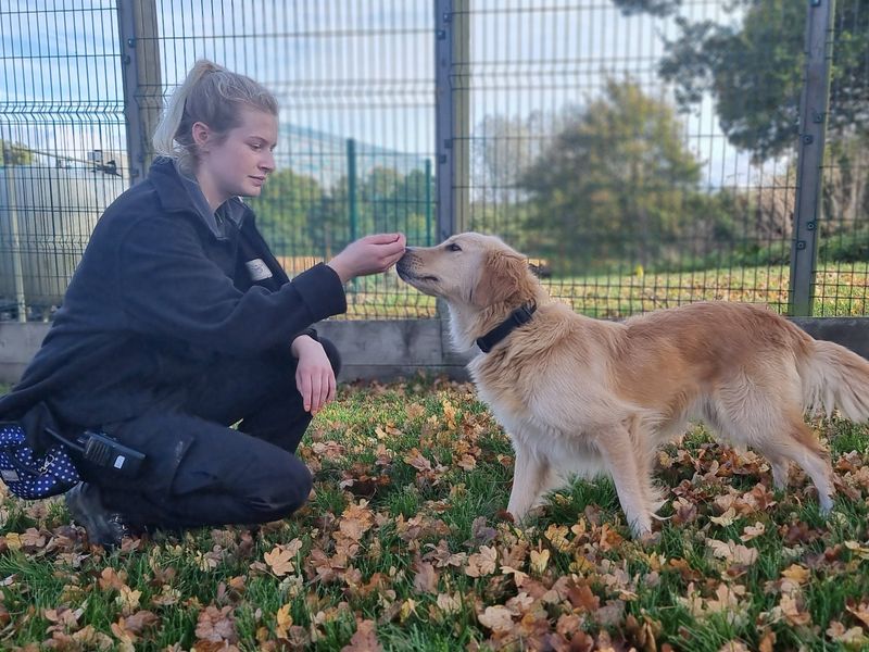 Honey | Retriever (Golden) Cross | Newbury (Berkshire) - 1