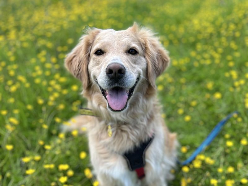 Golden Retrievers for sale in Newbury, Berks