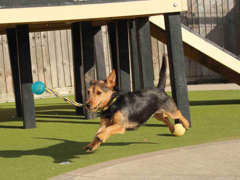 Jack Russell Puppies for sale in Evesham