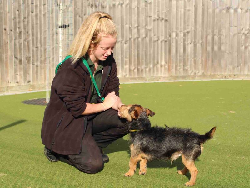 Jack Russells for sale in Evesham