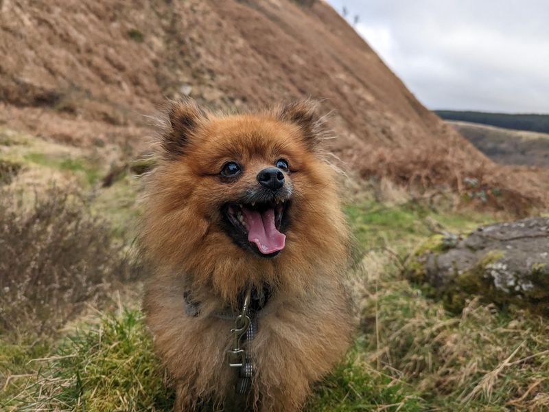 Pomeranians for sale in Cardiff, Glamorgan